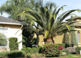 Landscaping Lakeland FL